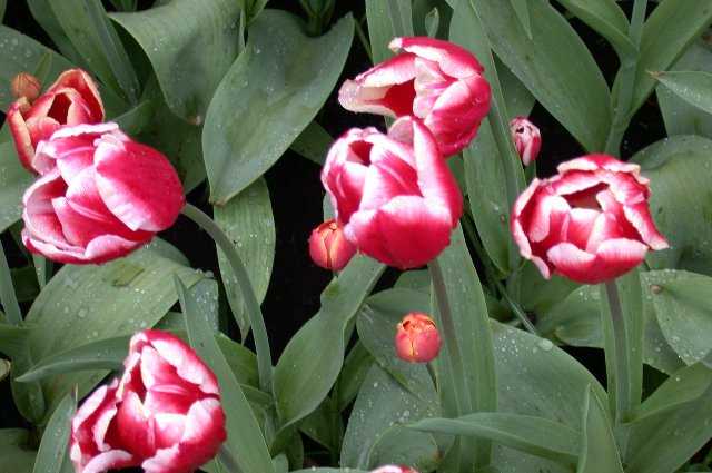 Tulips, Keukenhof