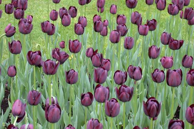 Black Tulips, Keukenhof
